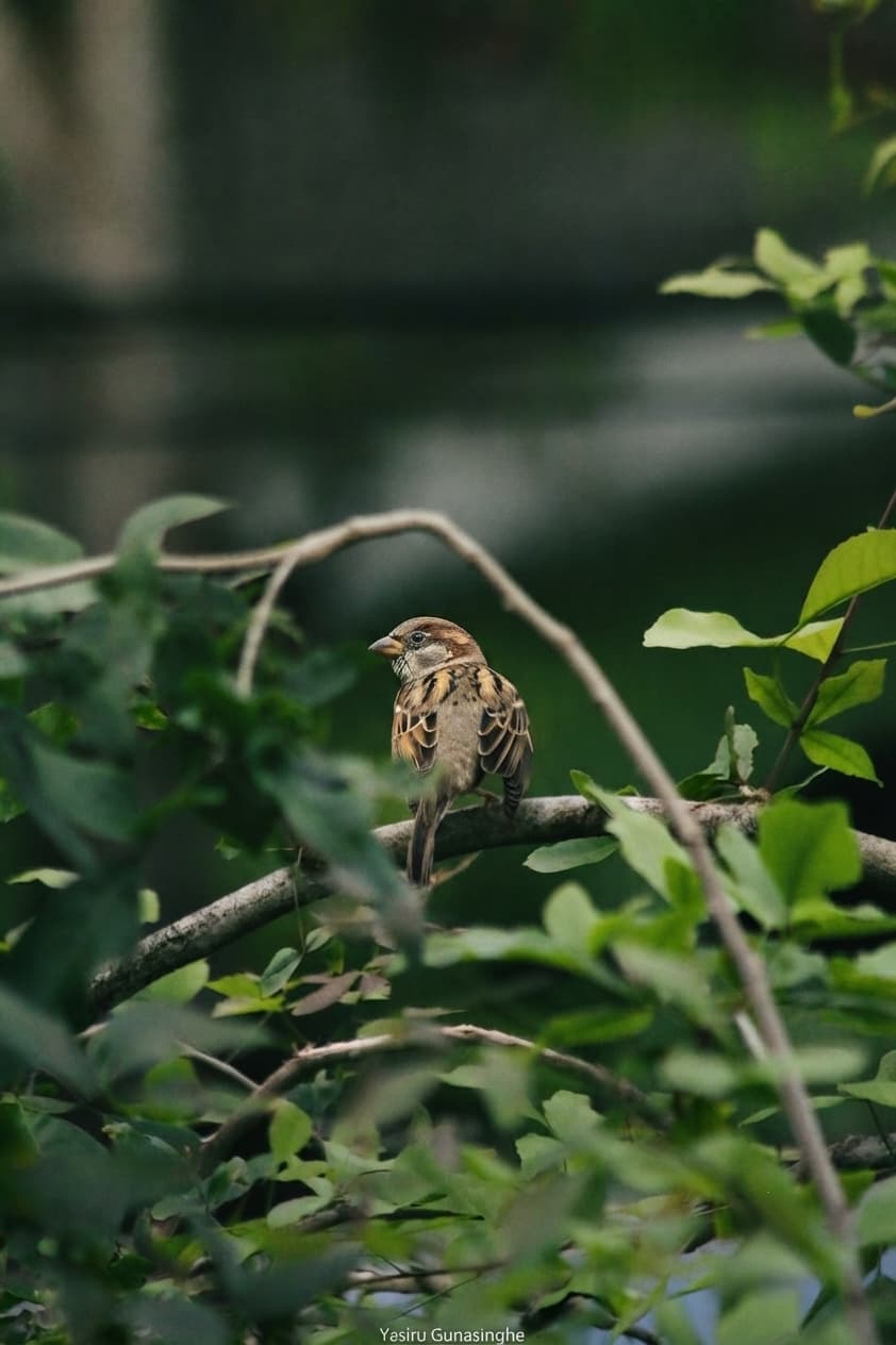 House Sparrow